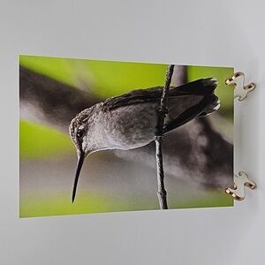 4x6 Hummingbird‎ Gorgeous Oil Painting Art Photography Print